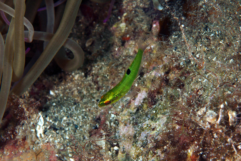 juvenile Thalassoma pavo